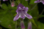 Small's beardtongue